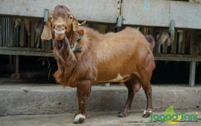 uploads/news/2021/05/ini-penyebab-kambing-boer-96039dabe1849d6_400.jpg