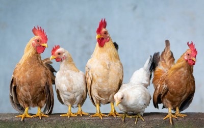 uploads/news/2021/05/ini-syarat-halal-pemotongan-79193c73ee27055_400.jpg
