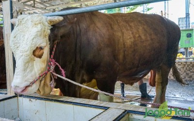 uploads/news/2021/05/intip-sapi-limosin-seharga-587656786395b65_400.jpg