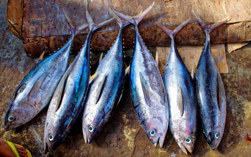 uploads/news/2021/05/jenis-ikan-penunda-lapar-5718112dc4ea106.jpg
