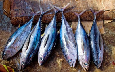 uploads/news/2021/05/jenis-ikan-penunda-lapar-5718112dc4ea106_400.jpg