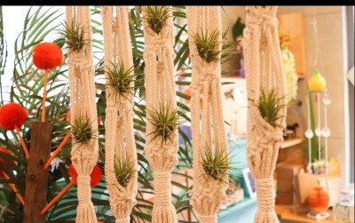uploads/news/2021/05/jenis-jenis-tillandsia-yang-cantik-7831134764814b7_400.jpg