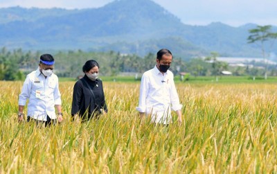 uploads/news/2021/05/jokowi-tinjau-panen-di-603063b5cbdd2a2_400.jpg