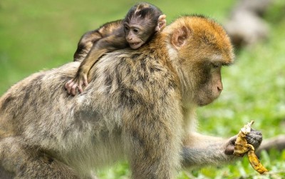 uploads/news/2021/05/kera-dan-monyet-itu-54671db5a1dce7e_400.jpg