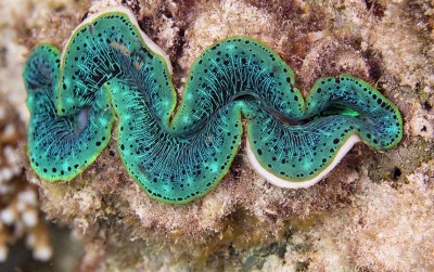 uploads/news/2021/05/kima-kerang-raksasa-penyelamat-3918199f9c5e6a4_400.jpg