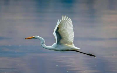 uploads/news/2021/05/kuntul-burung-yang-sebrangi-504399d0154ea0d_400.jpg