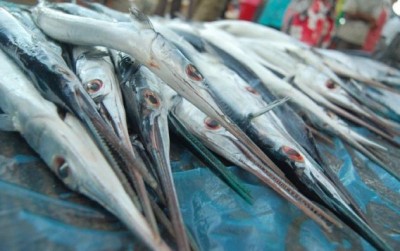 uploads/news/2021/05/manfaat-besar-ikan-cucut-4734629473d5040_400.jpg