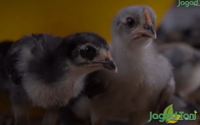 uploads/news/2021/05/membedakan-ayam-sehat-dan-7436283ae782e3b_400.jpg