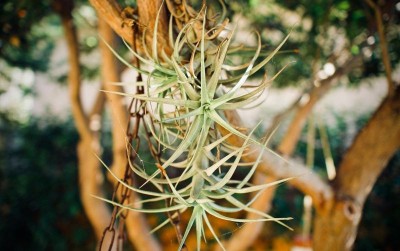 uploads/news/2021/05/mengenal-airplants-tanaman-di-19566a690e76fb4_400.jpg