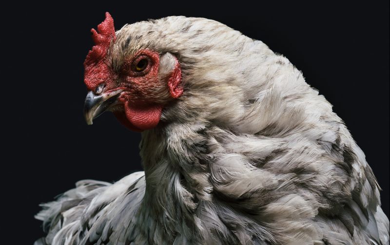 uploads/news/2021/05/misteri-ayam-berkokok-malam-62399a7fe46bc3d.jpg