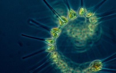 uploads/news/2021/05/plankton-si-penentu-kualitas-3491480666cf727_400.jpg