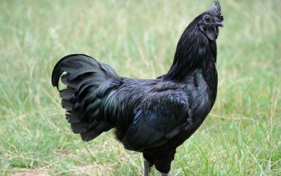uploads/news/2021/05/potensi-besar-ternak-ayam-88017a1c4f0559f_400.jpg