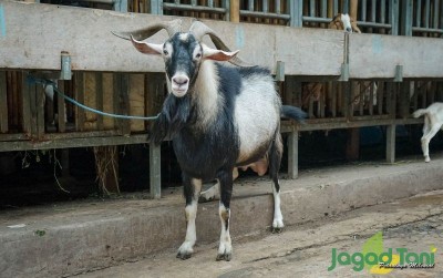 uploads/news/2021/05/prospek-kambing-saanen-menjelang-53429e6864fb7ac_400.jpg