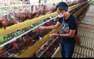 uploads/news/2021/05/prospek-menjajikan-ternak-ayam-250080222cb2a62_400.jpg