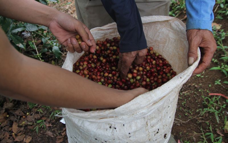 uploads/news/2021/05/surga-kopi-arabika-di-92940c44d232e91.JPG