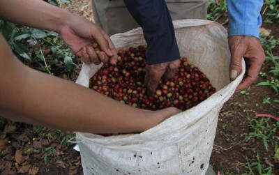 uploads/news/2021/05/surga-kopi-arabika-di-92940c44d232e91_400.JPG