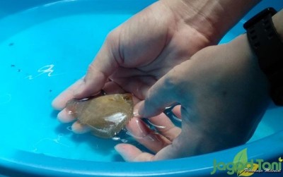 uploads/news/2021/05/tips-memilih-bibit-ikan-92347caa8e62541_400.jpg