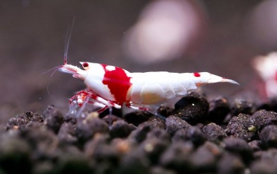 uploads/news/2021/05/udang-hias-pelengkap-aquarium-55668bc1d5b4609_400.jpg