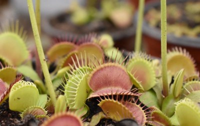 uploads/news/2021/05/venus-flytrap-tumbuhan-pemakan-2224599057cc7b4_400.jpg