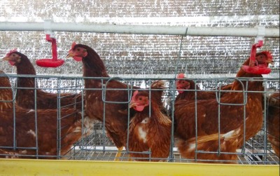 uploads/news/2021/05/waspada-penyakit-mengerikan-ayam-69056e3ed505ecf_400.jpg