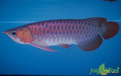 uploads/news/2021/06/alasan-arwana-menyimpan-anaknya-14115be05c7f3b2_400.jpg