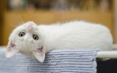 uploads/news/2021/06/alasan-kucing-suka-memijat-650141146d40e4d_400.jpg