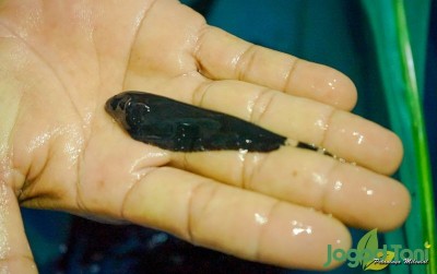 uploads/news/2021/06/black-ghost-ikan-hias-7269775d62a7880_400.jpg