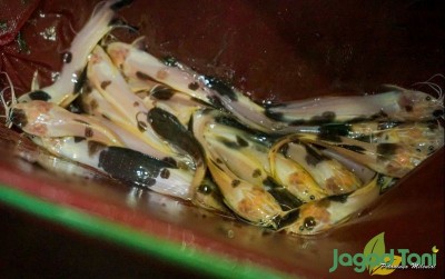 uploads/news/2021/06/budidaya-lele-bule-yang-8765971b577ec38_400.jpg