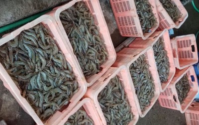 uploads/news/2021/06/budidaya-udang-masih-sangat-30858e5fbb27ac6_400.jpg