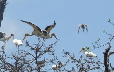 uploads/news/2021/06/darurat-populasi-bangau-bluwok-38347cad08a8b89_400.jpeg
