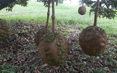 uploads/news/2021/06/durian-gundul-tembus-pasar-47287e1997301d1_400.jpg