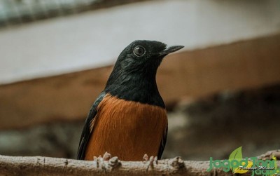 uploads/news/2021/06/fakta-burung-murai-batu-69158bfb744d14b_400.jpg