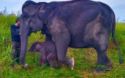 uploads/news/2021/06/gajah-sumatera-lahir-di-88223ae2d1b9798_400.jpg