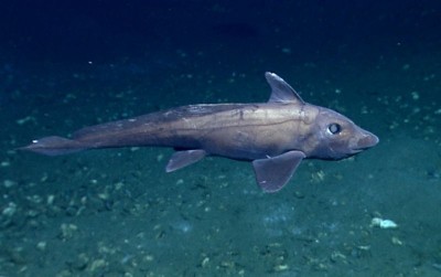 uploads/news/2021/06/hiu-hantu-penghuni-kedalaman-57882012cd0b8bb_400.jpg