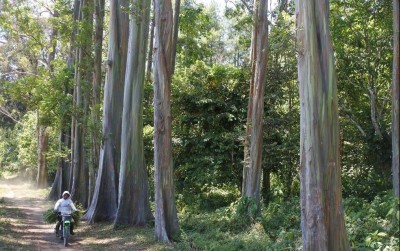 uploads/news/2021/06/ini-pohon-terindah-di-56017ada8016518_400.jpeg
