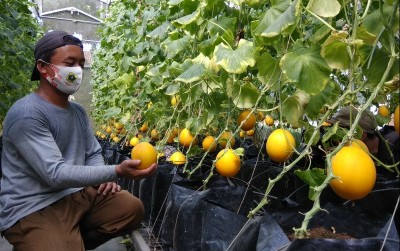 uploads/news/2021/06/intip-budidaya-melon-ala-989075307c11034_400.jpg