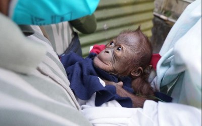 uploads/news/2021/06/kelahiran-bayi-orangutan-gl-7472264917162ef_400.jpg