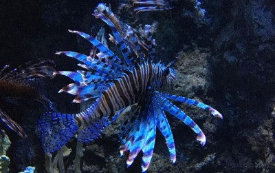 uploads/news/2021/06/lepu-ikan-cantik-yang-261197a797c4db9_400.jpeg