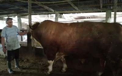 uploads/news/2021/06/melihat-sapi-qurban-pilihan-42281e9e817a29c_400.jpg