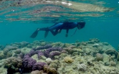 uploads/news/2021/06/memantau-terumbu-karang-kota-297718e0ebe7076_400.jpg