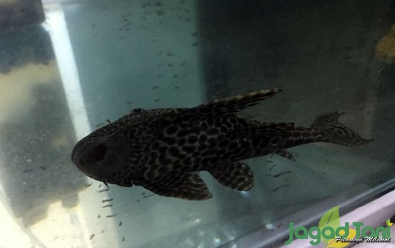 uploads/news/2021/06/membedakan-siomay-sapu-sapu-dan-55523f9140ab2a4.jpeg