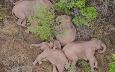 uploads/news/2021/06/momen-langka-gajah-tidur-5522674314424ec_400.jpeg
