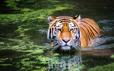uploads/news/2021/06/negara-dengan-spesies-hewan-296742d5db76576_400.jpg