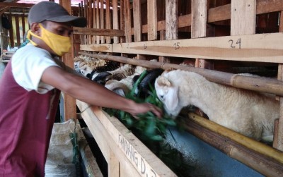 uploads/news/2021/06/odot-rahasia-pakan-domba-93234386e44b08c_400.jpeg