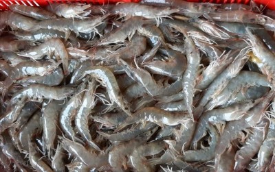 uploads/news/2021/06/peluang-menggiurkan-budidaya-udang-11659ec5f96d24e_400.jpg