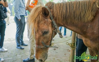 uploads/news/2021/06/pentingnya-mensejahterakan-hewan-pekerja-21078c6b88c0052_400.jpg