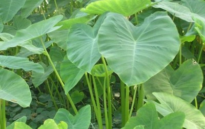 uploads/news/2021/06/popularitas-araceae-di-masa-199348b89b2ba23_400.jpg