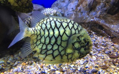 uploads/news/2021/06/rahasia-mengejutkan-dari-ikan-71763411eee4fbc_400.jpeg