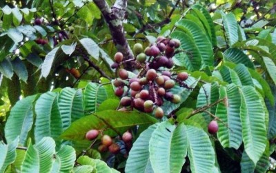 uploads/news/2021/06/tingkatkan-kesuburan-dengan-matoa-66460f5c22df53d_400.jpg