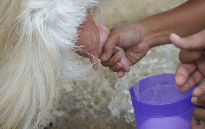 uploads/news/2021/06/upaya-melejitkan-peternakan-sapi-823774c6aa027b5_400.jpg